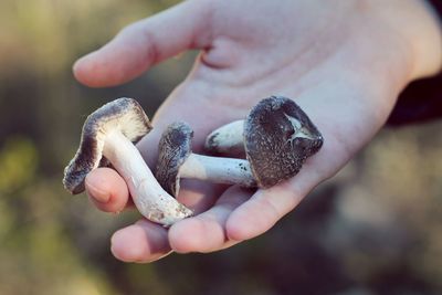 Close-up of hand holding mushrooms