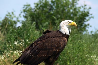 Bird perching on a tree