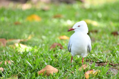 Seagull on the grass