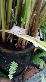 High angle view of potted plants