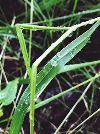 Close-up of wet grass
