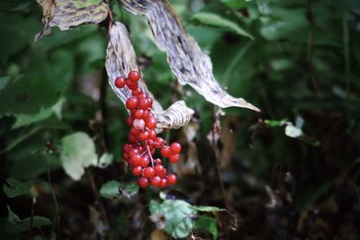 Close-up of red berries growing on tree