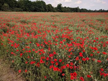 Red flowering plants on field