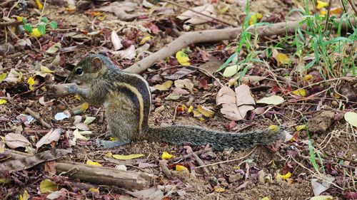 High angle view of squirrel on field