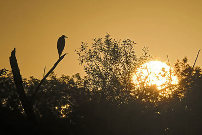 Low angle view of bird perching on plant during sunset