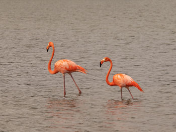 flamingo