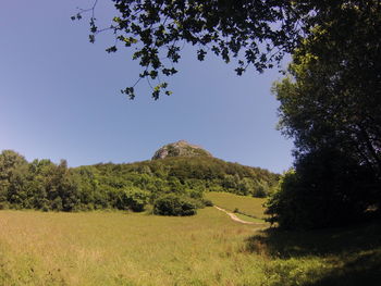 Trees on field against clear blue sky