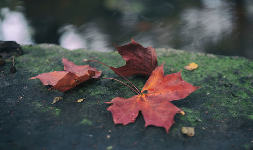 Close-up of maple leaf fallen on water