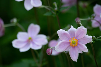 Close-up of pink flowering plant in park