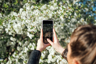 Female hand holding mobile phone and take photo blooming spring cherry trees in sunlight