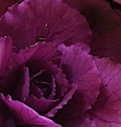 Close-up of pink flower