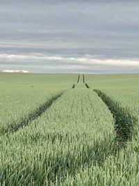 Scenic view of agricultural field against sky