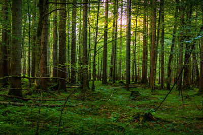 Pine trees in forest