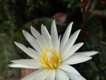 Close-up of white flower