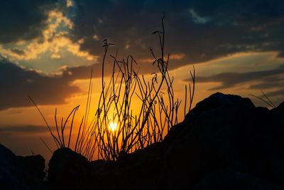 Silhouette plants by rocks against sky during sunset