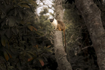 Low angle view of monkey on tree trunk in forest