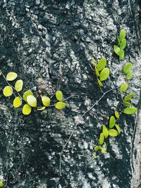 High angle view of yellow leaves on tree trunk