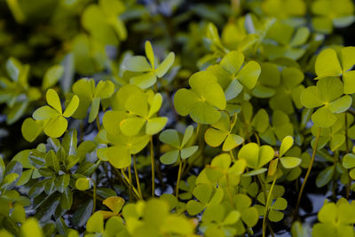 Close-up of yellow flowering plant leaves