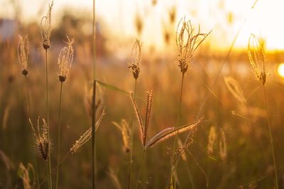 Close-up of stalks in field against sky