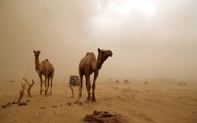 Camels on sand at desert against sky
