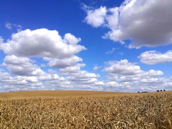 Crop fields on sunny day with blue sky and clouds