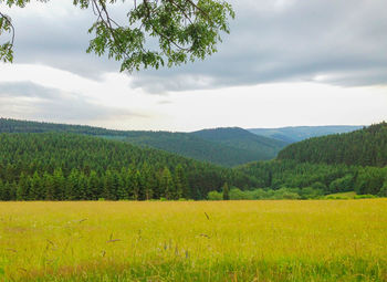 Scenic view of trees growing on field against sky