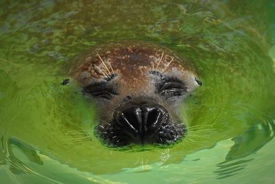 High angle close-up of seal swimming in river