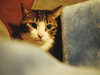 Close-up portrait of tabby cat