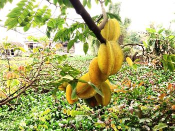 Close-up of banana on tree