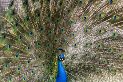 Portrait showing a peacock with opened feathers