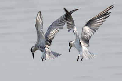 Low angle view of birds flying in sky