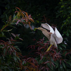 Bird flying against plants