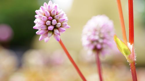 Close-up of flowers blooming outdoors