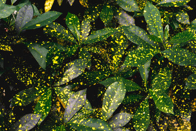 Full frame shot of raindrops on plant leaves