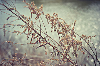 Close-up of flowers on branch