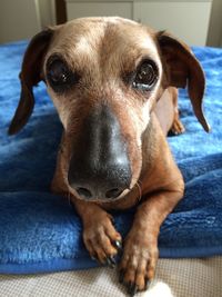 Close-up portrait of dog sitting on bed at home