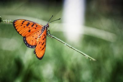 Close-up of butterfly perching on leaf