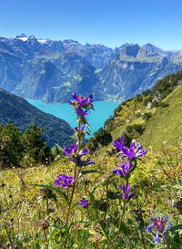 Alp flower