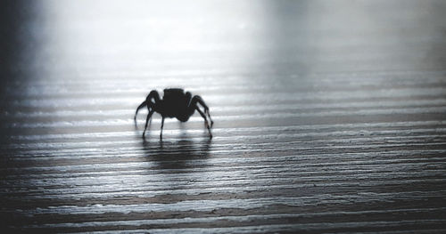 Close-up of spider on wooden table