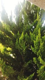 Close-up of fern in forest