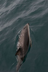 Fish swimming in sea