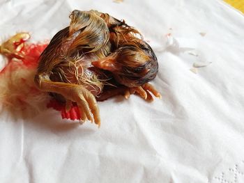 High angle view of flower on bed