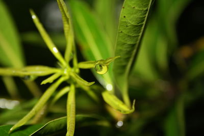 Close-up of water drops on leaf