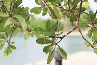 Close-up of leaves on tree