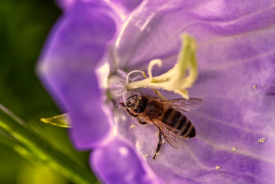 Close-up of bee pollinating on purple flower