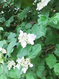 Close-up of white flowering plant