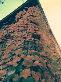 Low angle view of trees