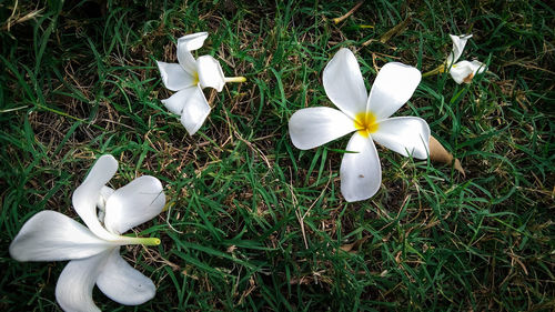 High angle view of white flowering plant on field