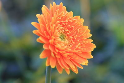 Close-up of orange flower