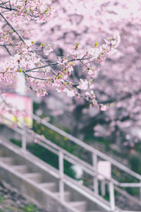 Close-up of pink cherry blossoms